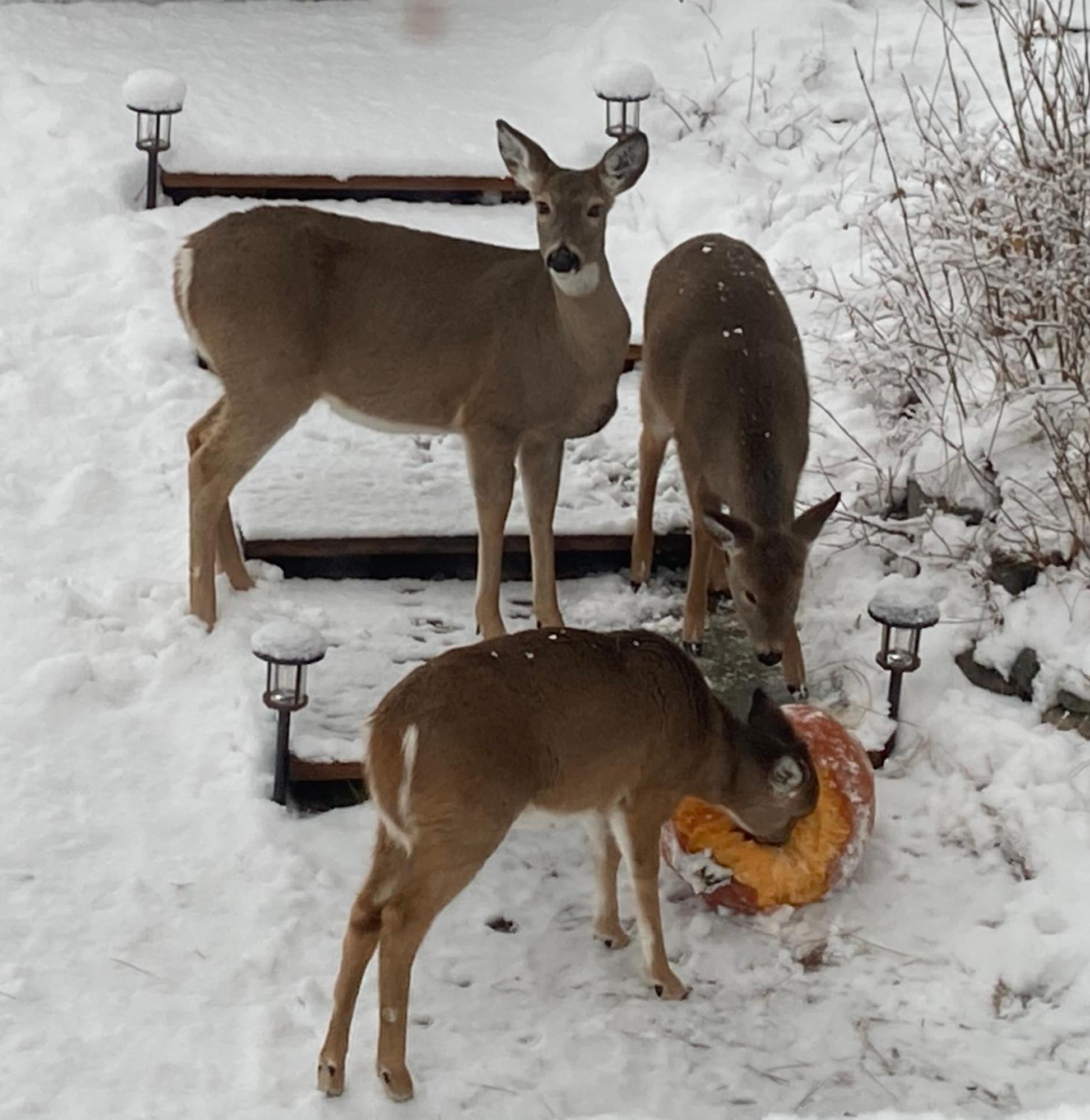 Hideaway Ranch Pension Bonners Ferry Buitenkant foto
