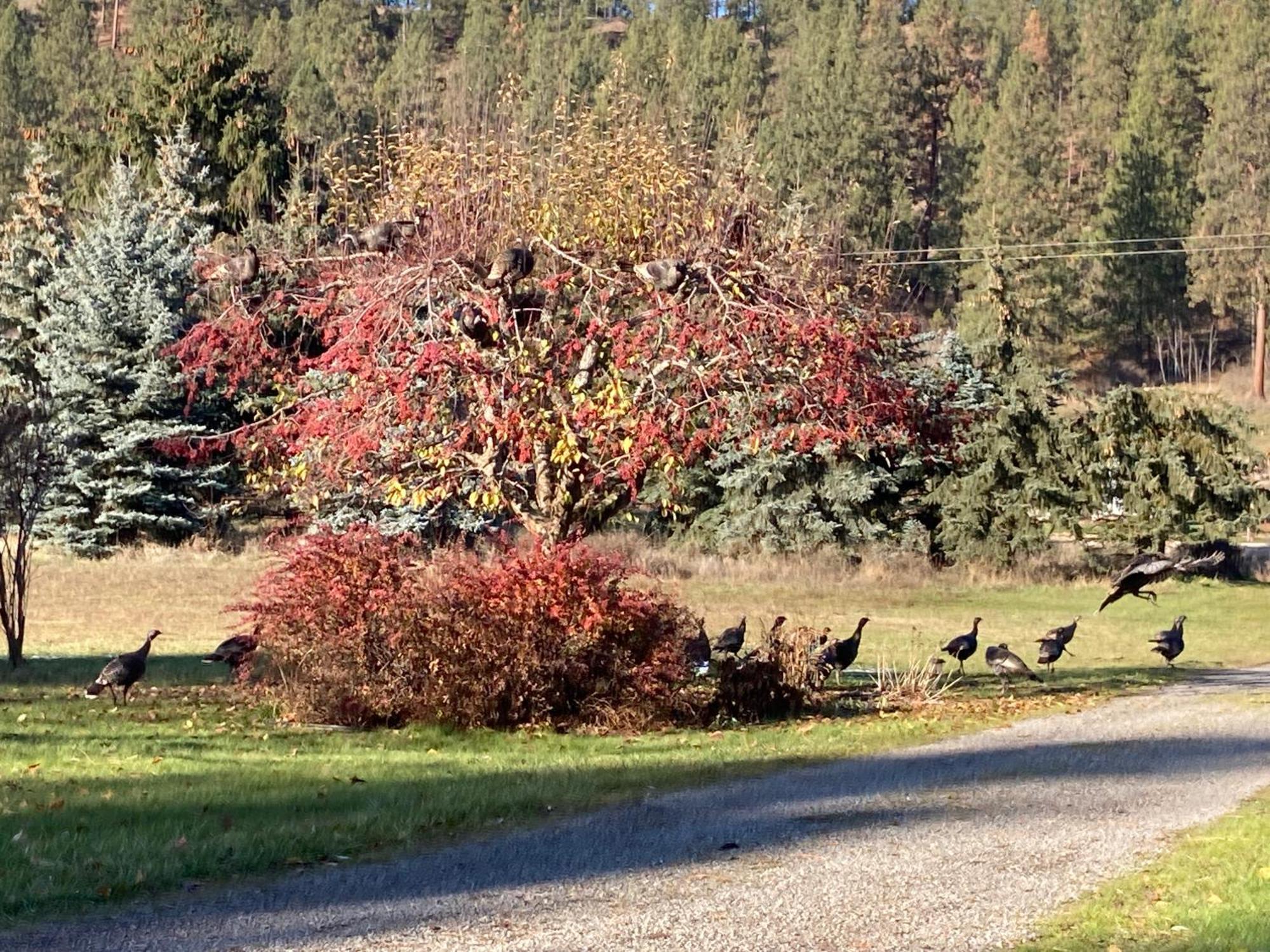 Hideaway Ranch Pension Bonners Ferry Buitenkant foto